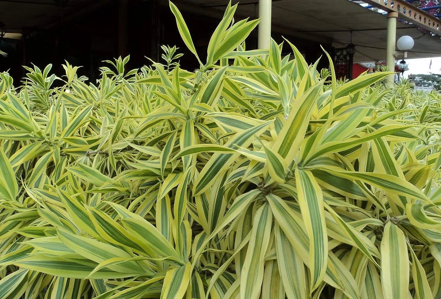 6 Inch Pot Dracaena Reflexa Indoor Plant K8053