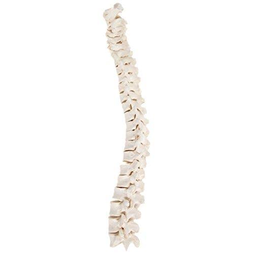 Complete Disarticulated Human Skeleton Bundle, 3 Part Human Skull, Life Size Bones, Articulated Hand Y580255