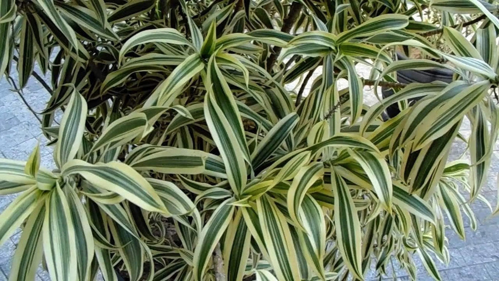 6 Inch Pot Dracaena Reflexa Indoor Plant K8053