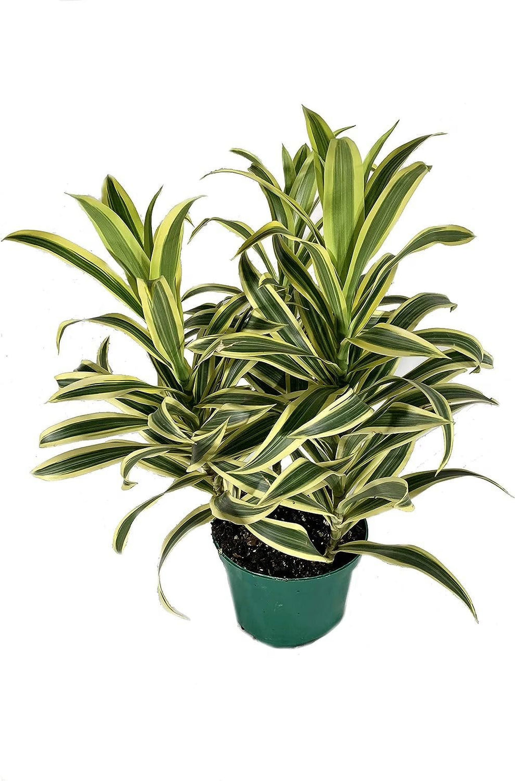 6 Inch Pot Dracaena Reflexa Indoor Plant K8053