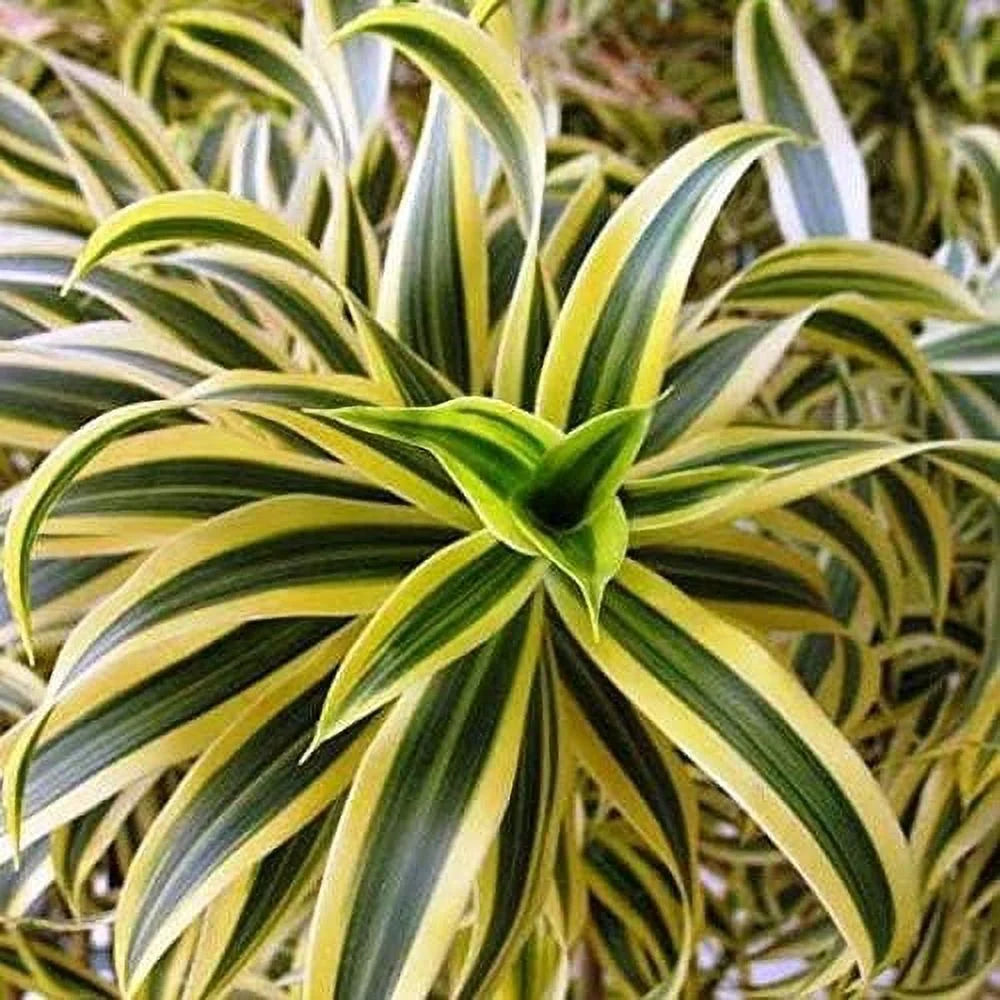 6 Inch Pot Dracaena Reflexa Indoor Plant K8053