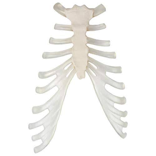 Complete Disarticulated Human Skeleton Bundle, 3 Part Human Skull, Life Size Bones, Articulated Hand Y580255