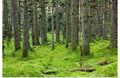 Spruce forest & moss near coast Kodiak Island Southwest Alaska Art Print - 24x16 W85133