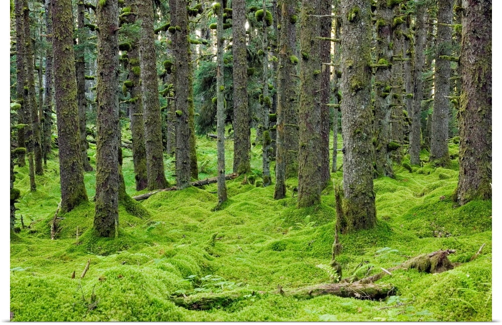 Spruce forest & moss near coast Kodiak Island Southwest Alaska Art Print - 24x16 W85133