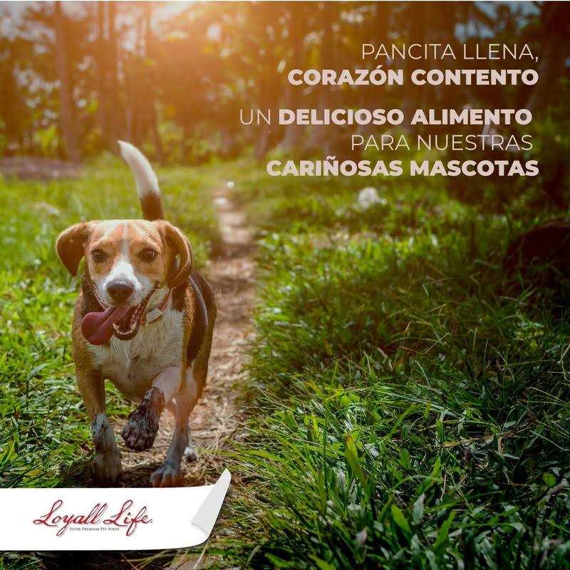 Grain Free Salmon Sweet Potato Dog Food 30 Pounds N426266