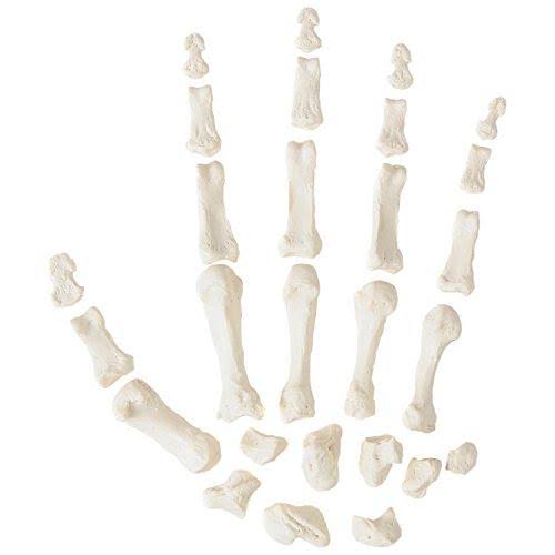 Complete Disarticulated Human Skeleton Bundle, 3 Part Human Skull, Life Size Bones, Articulated Hand Y580255