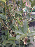 Sweet Olive 1 Plant 2 Feet Tall Ship in 1 Gal Pot Q962378