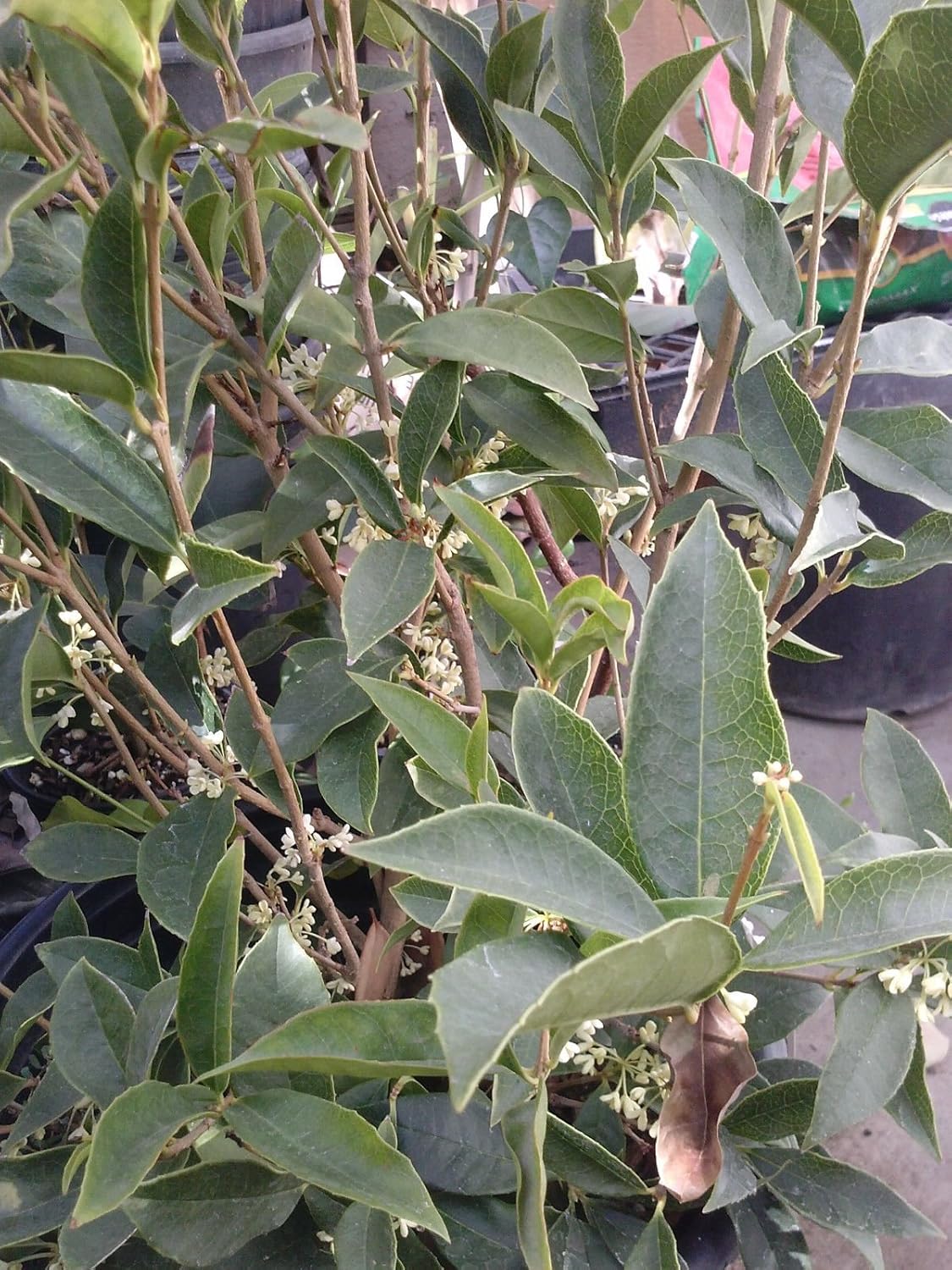 Sweet Olive 1 Plant 2 Feet Tall Ship in 1 Gal Pot Q962378
