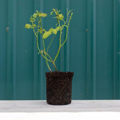 Climbing Red Rose Bush Q204083