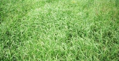 50 lbs. Bermuda Grass Seeds L70133