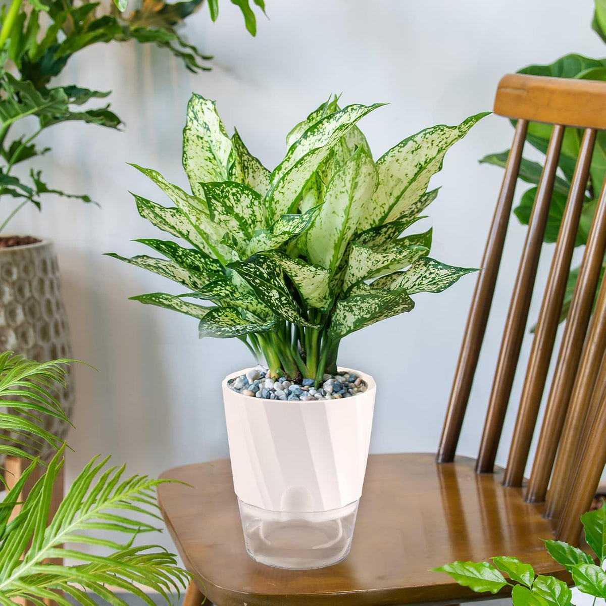 6 Pack Self Watering White Plant Pots Q424255