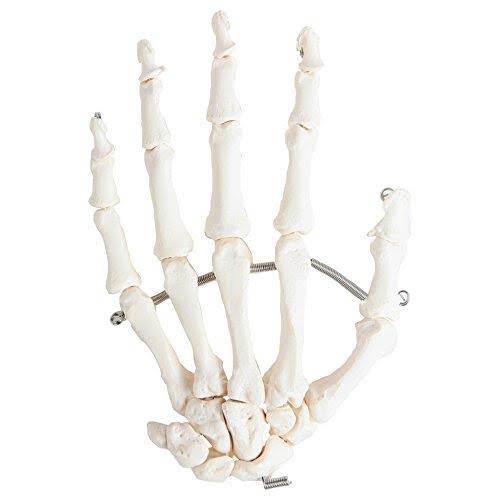 Complete Disarticulated Human Skeleton Bundle, 3 Part Human Skull, Life Size Bones, Articulated Hand Y580255