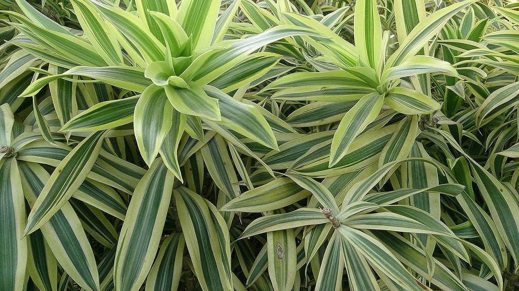 6 Inch Pot Dracaena Reflexa Indoor Plant K8053