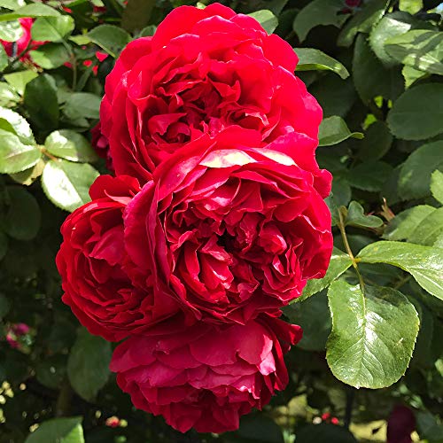 Climbing Red Rose Bush Q204083