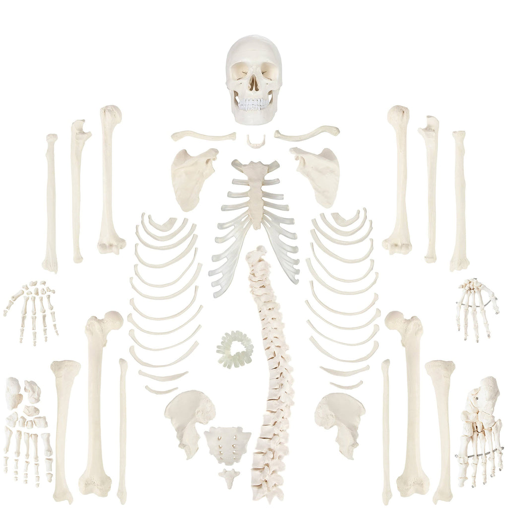 Complete Disarticulated Human Skeleton Bundle, 3 Part Human Skull, Life Size Bones, Articulated Hand Y580255