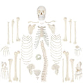 Complete Disarticulated Human Skeleton Bundle, 3 Part Human Skull, Life Size Bones, Articulated Hand Y580255
