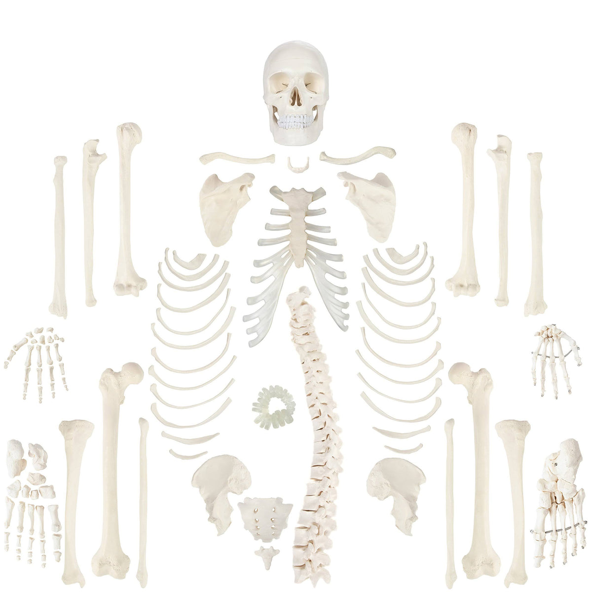Complete Disarticulated Human Skeleton Bundle, 3 Part Human Skull, Life Size Bones, Articulated Hand Y580255