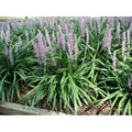 25 Pots Liriope Muscari U606228