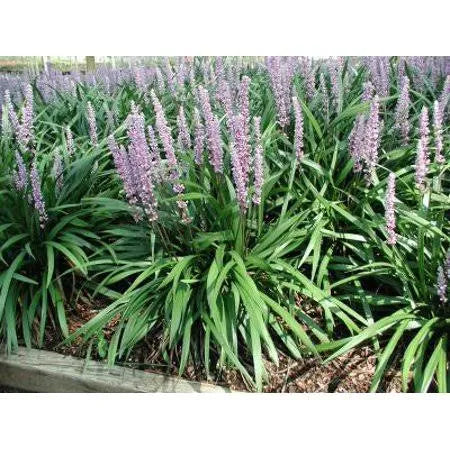 25 Pots Liriope Muscari U606228