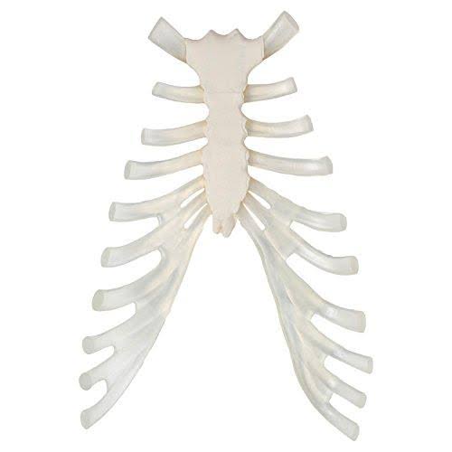 Complete Disarticulated Human Skeleton Bundle, 3 Part Human Skull, Life Size Bones, Articulated Hand Y580255
