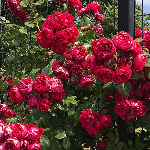 Climbing Red Rose Bush Q204083