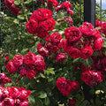 Climbing Red Rose Bush Q204083