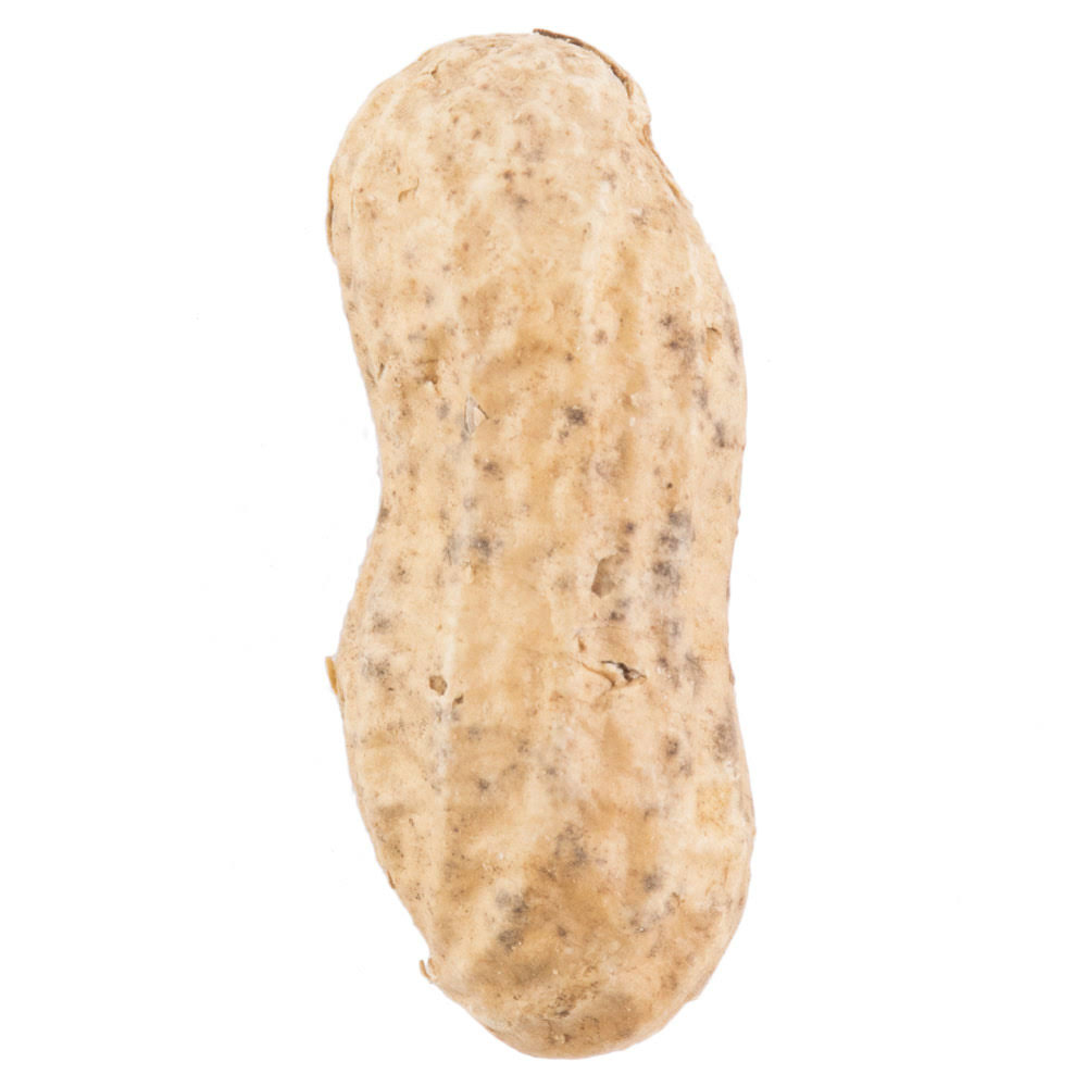25 lb. Roasted Unsalted In-Shell Peanuts P741881
