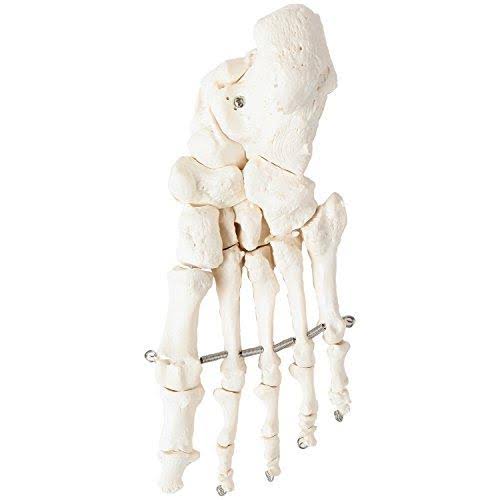 Complete Disarticulated Human Skeleton Bundle, 3 Part Human Skull, Life Size Bones, Articulated Hand Y580255