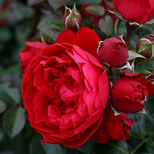 Climbing Red Rose Bush Q204083