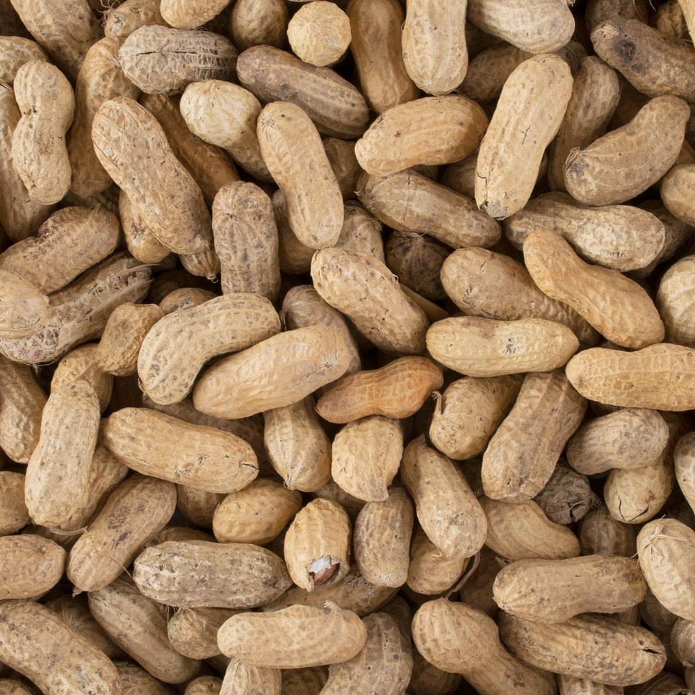 25 lb. Roasted Unsalted In-Shell Peanuts P741881