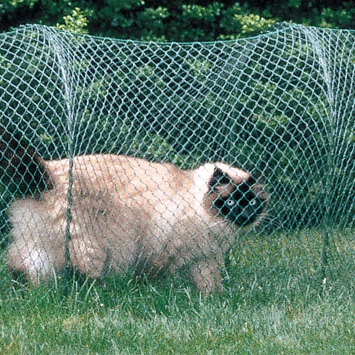 Green Outdoor Cat Enclosure N205